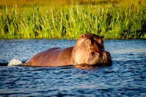 Nueva tecnología salva vidas al reducir conflictos entre humanos e hipopótamos en África. El "Moo Deng Hippo alarm" disminuye los encuentros peligrosos un 60%.