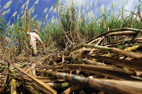 El cambio climático podría duplicar el precio del café y dejar sin empleo a millones de agricultores. Es urgente tomar medidas para mitigar sus efectos.