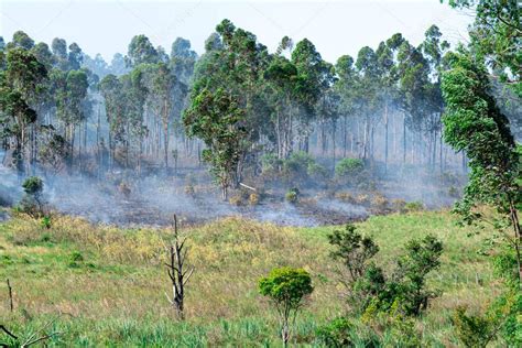 Brasil enfrenta una crisis ambiental severa en su costa atlántica debido a la deforestación y contaminación, amenazando la biodiversidad y la salud de las comunidades locales.