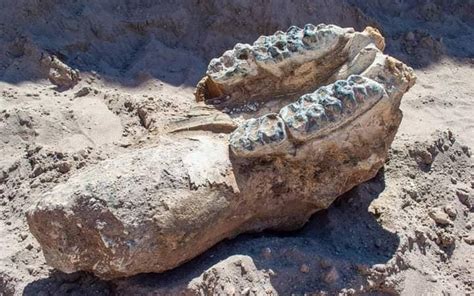 Encuentran restos bien preservados de mastodontes en Huánuco, Perú, ofreciendo una ventana al pasado de hace 10,000 años durante la Edad de Hielo.