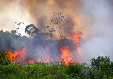 Incendios en la Amazonía peruana dejan 15 fallecidos, 20 comunidades evacuadas y miles de hectáreas destruidas; autoridades y ONG trabajan juntos para controlar el desastre.