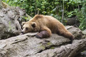 El concurso de osos gordos en Katmai destaca la importancia vital de la grasa para la hibernación, ganando Grazer el título de este año.