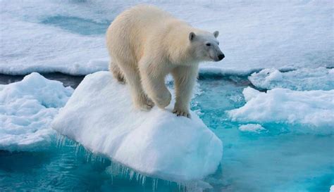 El cambio climático pone en peligro a los osos polares, aumentando las lesiones óseas y articulares que afectan su supervivencia y movilidad.